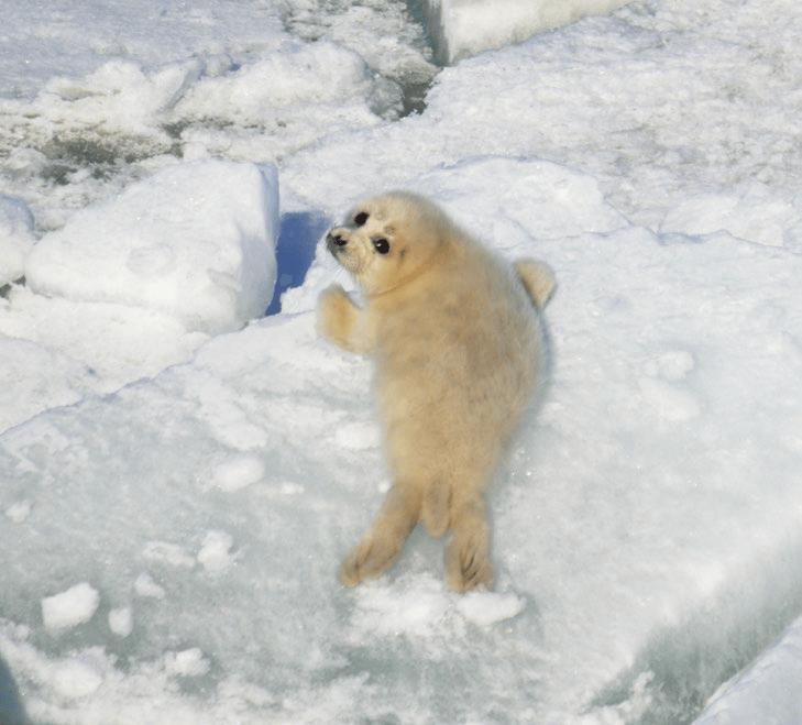 Жеке ресейлік фотосуретті жіберді